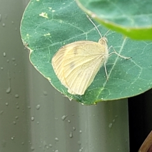 Pieris rapae at Nambucca Heads, NSW - 23 Dec 2022