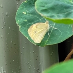 Pieris rapae at Nambucca Heads, NSW - 23 Dec 2022