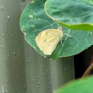 Pieris rapae at Nambucca Heads, NSW - 23 Dec 2022