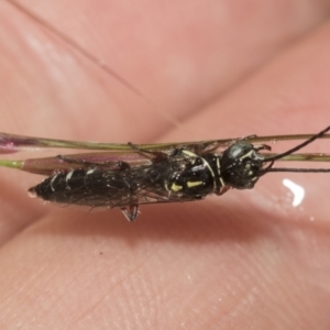 Aeolothynuus sp. (genus) at Higgins, ACT - 22 Dec 2022