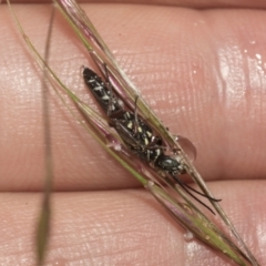 Aeolothynuus sp. (genus) at Higgins, ACT - 22 Dec 2022