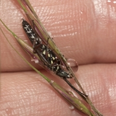 Aeolothynuus sp. (genus) at Higgins, ACT - 22 Dec 2022
