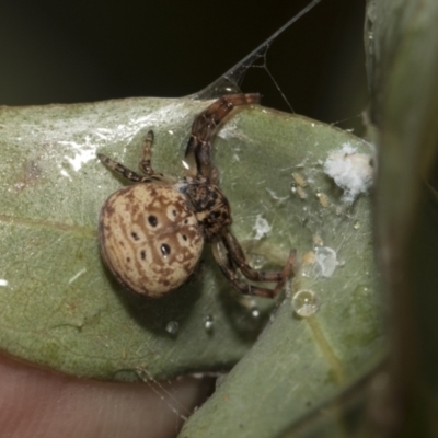 Cymbacha ocellata (Crab spider) at Higgins, ACT - 22 Dec 2022 by AlisonMilton