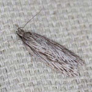 Anomozancla scopariella at O'Connor, ACT - 23 Sep 2022 11:16 PM