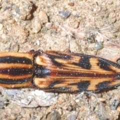 Ophidius histrio (Ornate click beetle) at Deua National Park - 19 Dec 2022 by Harrisi