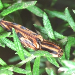 Ophidius histrio at Wamban, NSW - 19 Dec 2022 04:03 PM