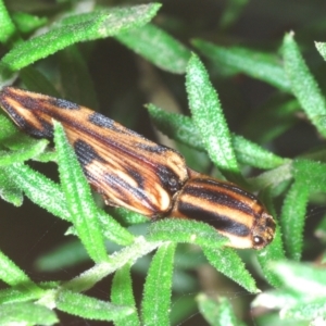 Ophidius histrio at Wamban, NSW - 19 Dec 2022