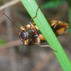 Ophidius histrio at Wamban, NSW - 19 Dec 2022 04:03 PM