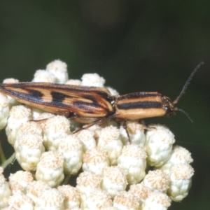 Ophidius histrio at Wamban, NSW - 19 Dec 2022 04:03 PM