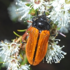 Castiarina rufipennis (Jewel beetle) at Mount Jerrabomberra  - 23 Dec 2022 by Harrisi