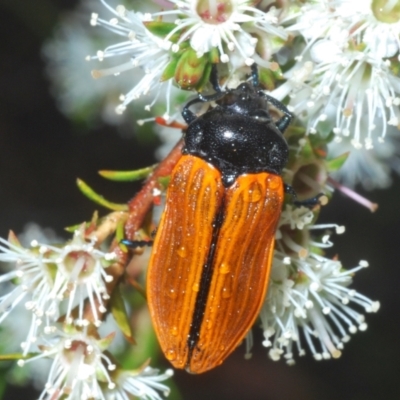 Castiarina rufipennis (Jewel beetle) at Mount Jerrabomberra QP - 23 Dec 2022 by Harrisi