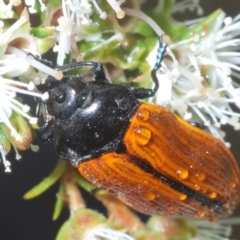 Castiarina rufipennis at Jerrabomberra, NSW - 23 Dec 2022 05:49 PM