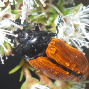 Castiarina rufipennis at Jerrabomberra, NSW - 23 Dec 2022 05:49 PM