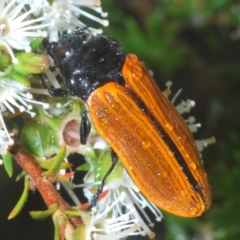 Castiarina rufipennis at Jerrabomberra, NSW - 23 Dec 2022 05:49 PM