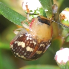 Paropsis pictipennis (Tea-tree button beetle) at QPRC LGA - 23 Dec 2022 by Harrisi