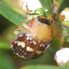 Paropsis pictipennis (Tea-tree button beetle) at Jerrabomberra, NSW - 23 Dec 2022 by Harrisi