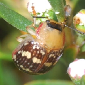 Paropsis pictipennis at Jerrabomberra, NSW - 23 Dec 2022