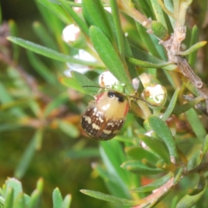 Paropsis pictipennis at Jerrabomberra, NSW - 23 Dec 2022 06:09 PM