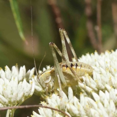 Caedicia simplex (Common Garden Katydid) at Dryandra St Woodland - 18 Dec 2022 by ConBoekel