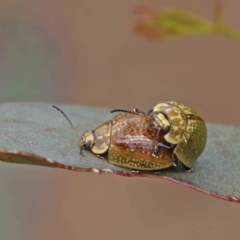 Paropsisterna cloelia (Eucalyptus variegated beetle) at O'Connor, ACT - 18 Dec 2022 by ConBoekel