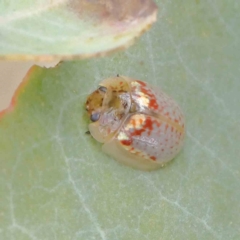 Paropsisterna m-fuscum (Eucalyptus Leaf Beetle) at O'Connor, ACT - 18 Dec 2022 by ConBoekel