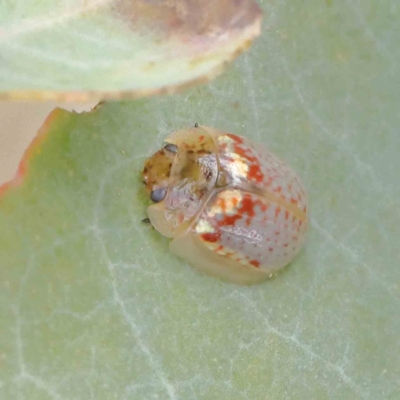 Paropsisterna m-fuscum (Eucalyptus Leaf Beetle) at O'Connor, ACT - 18 Dec 2022 by ConBoekel