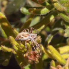 Oxyopes sp. (genus) (Lynx spider) at Dryandra St Woodland - 18 Dec 2022 by ConBoekel