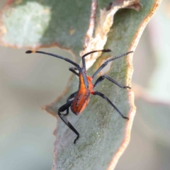 Amorbus sp. (genus) (Eucalyptus Tip bug) at Dryandra St Woodland - 18 Dec 2022 by ConBoekel