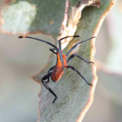 Amorbus sp. (genus) (Eucalyptus Tip bug) at O'Connor, ACT - 18 Dec 2022 by ConBoekel