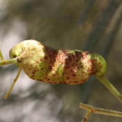 Unverified gall of Acacia sp. at O'Connor, ACT - 18 Dec 2022 by ConBoekel