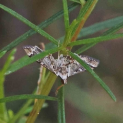 Nacoleia rhoeoalis (Spilomelinae) at Dryandra St Woodland - 18 Dec 2022 by ConBoekel