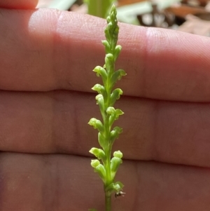 Microtis sp. at Jerrabomberra, NSW - 24 Dec 2022