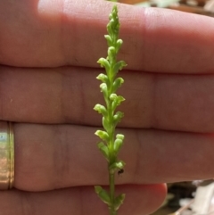 Microtis sp. at Jerrabomberra, NSW - suppressed