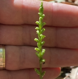 Microtis sp. at Jerrabomberra, NSW - 24 Dec 2022