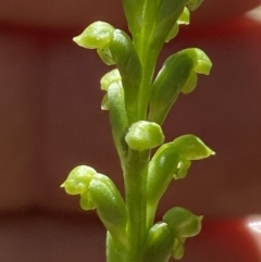 Microtis sp. at Jerrabomberra, NSW - suppressed