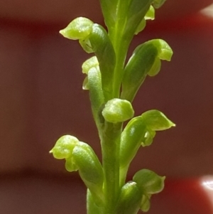 Microtis sp. at Jerrabomberra, NSW - 24 Dec 2022