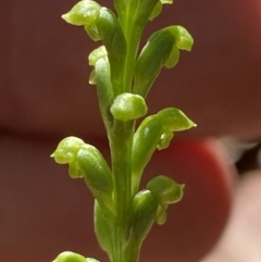 Microtis sp. at Jerrabomberra, NSW - suppressed