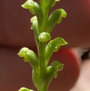 Microtis sp. at Jerrabomberra, NSW - 24 Dec 2022