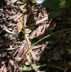 Microtis sp. at Jerrabomberra, NSW - suppressed