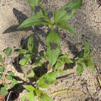Persicaria maculosa (Jesus Plant) at Jerrabomberra, NSW - 24 Dec 2022 by SteveBorkowskis