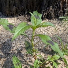 Persicaria maculosa at suppressed - 24 Dec 2022