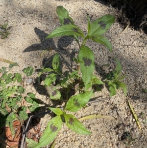 Persicaria maculosa at suppressed - 24 Dec 2022