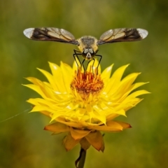 Comptosia quadripennis (a bee fly) at Piney Ridge - 22 Dec 2022 by Kenp12