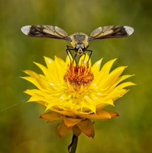 Comptosia quadripennis at Bluetts Block (402, 403, 12, 11) - 23 Dec 2022