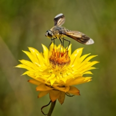 Comptosia quadripennis at Bluetts Block (402, 403, 12, 11) - 23 Dec 2022