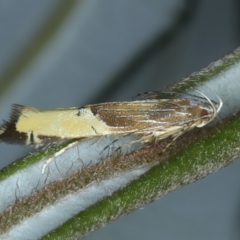 Labdia deliciosella (A Cosmet moth) at Ainslie, ACT - 15 Dec 2022 by jb2602