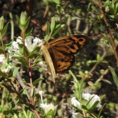 Heteronympha merope (Common Brown Butterfly) at High Range - 23 Nov 2022 by GlossyGal