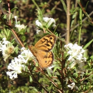 Heteronympha merope at High Range, NSW - 24 Nov 2022 08:33 AM
