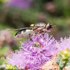 Odontomyia hunteri (Soldier fly) at Macgregor, ACT - 24 Dec 2022 by Roger