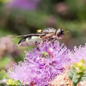 Odontomyia hunteri at Macgregor, ACT - 24 Dec 2022